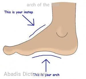 arch of the foot